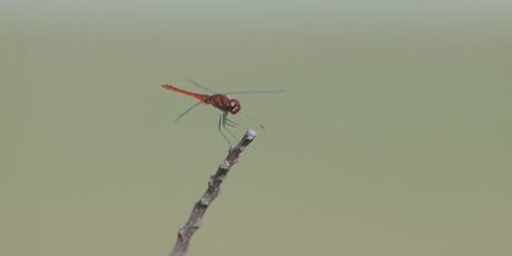 Hrvatska letjelica - 3