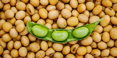 Edamame - 2