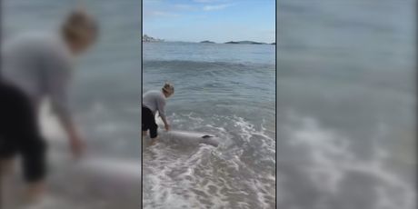 Dupin nasukan na Orebiću