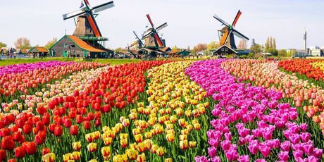 Nizozemska u proljeće - 2