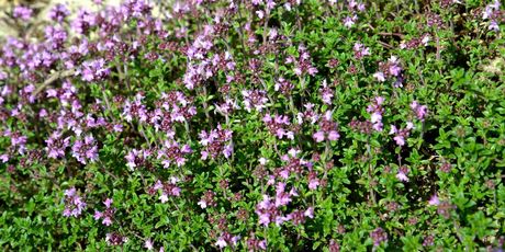 Majčina dušica - 1