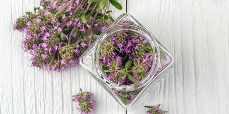 Majčina dušica - 3