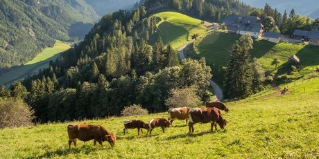 Solčavska panoramska cesta - 5