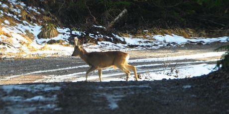 Možete spaziti i druge divlje živoitnje