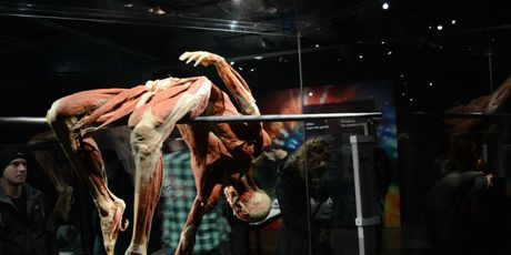 Što se događa s tijelom atletičara?
