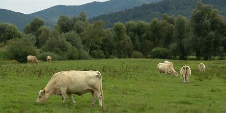 Neobrađena zemlja poljoprivrednicima (Foto: Dnevnik.hr) - 1