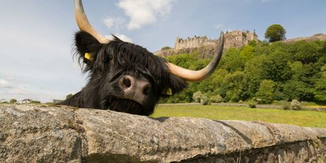 Stirling
