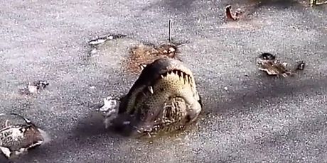 Aligatori ispod leda (Screenshot You Tube)