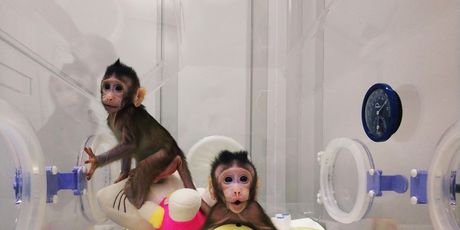 Klonirani majmuni (Foto: AFP)