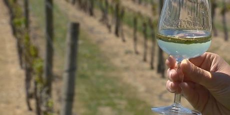 Male odštete vinogradarima u Konavlima (Foto: Dnevnik.hr)
