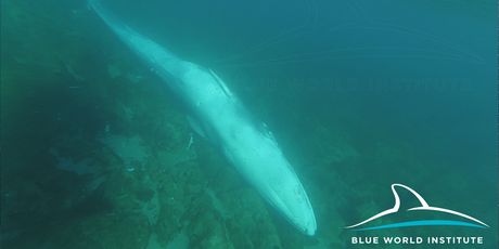 Pored Lošinja pronađena ženka uginulog kita (Foto: Institut Plavi svijet)