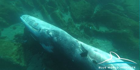 Pored Lošinja pronađena ženka uginulog kita (Foto: Institut Plavi svijet)