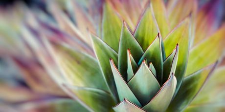 Neobične flora i fauna na Roirami
