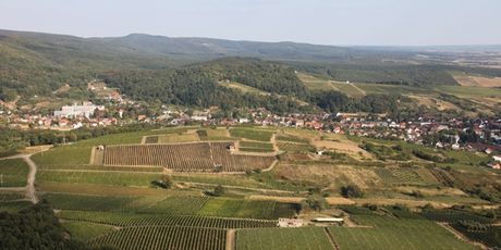 Kutjevačko vinogorje