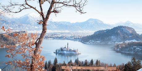 Bled