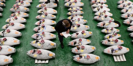 Vlasnik lanca restorana tunu je kupio na aukciji na novoj tokijskoj tržnici (Foto: AFP) - 4