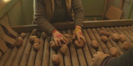 Lički krumpiri iz male tvornice u Lovincu (Foto: Dnevnik.hr)
