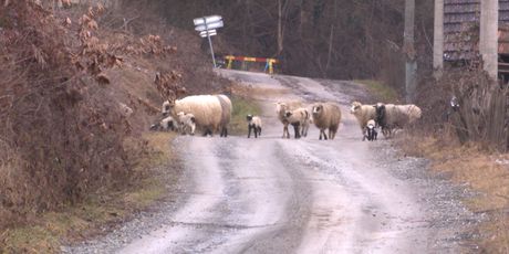 Ovce u selu Javornik (Foto: Dnevnik.hr)