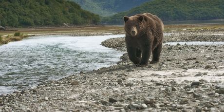 Smeđi medvjed u potrazi za lososom