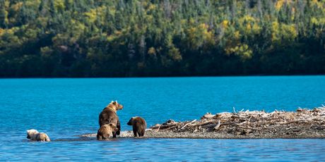 Katmai Smeđi medvjed