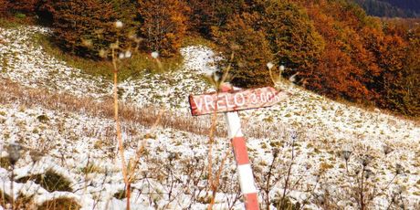 Bjelolasica - 1