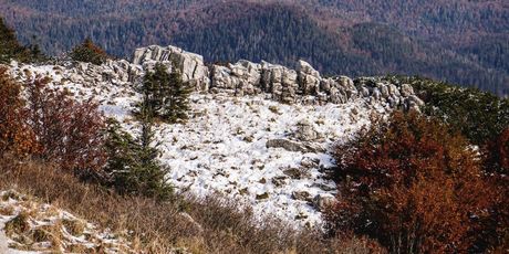 Bjelolasica - 3