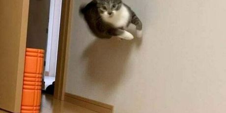 Mačke i gravitacija - 18