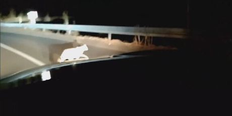 Divlja mačka na cesti - 5