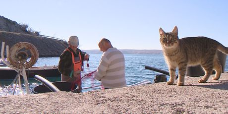 Atlantski lososi pobjegli iz uzgojnog kaveza - 5