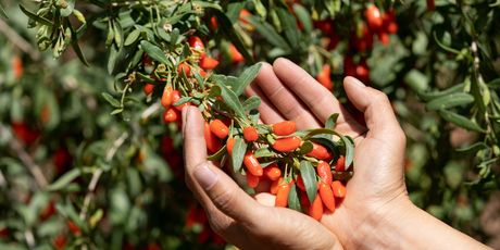 Goji - 1