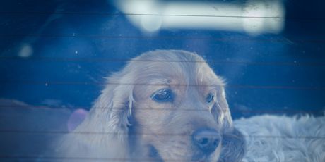 Prikupljanje pomoći za pse u Šibeniku