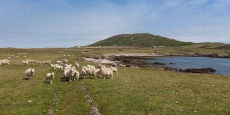Otok Bardsey, Wales - 1