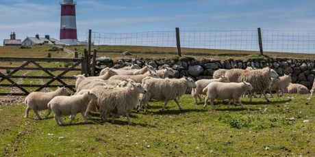 Otok Bardsey, Wales - 4