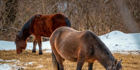 Prenj i Boračko jezero - 7