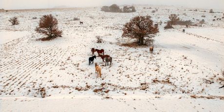 Divlji konji kod Livna - 5