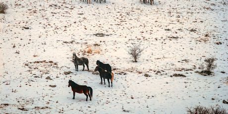 Divlji konji kod Livna - 6