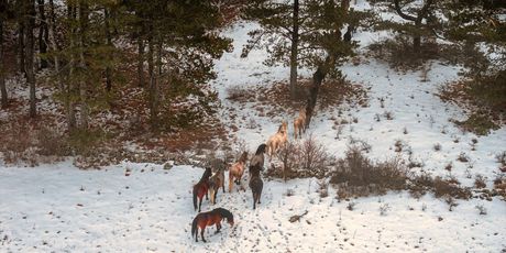 Divlji konji kod Livna - 7