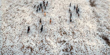 Divlji konji kod Livna - 8