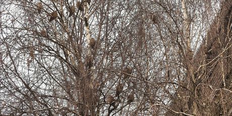 Sove ušare u Zagrebu - 1