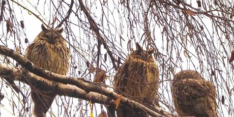 Sove ušare u Zagrebu - 2