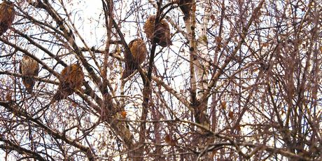 Sove ušare u Zagrebu - 4