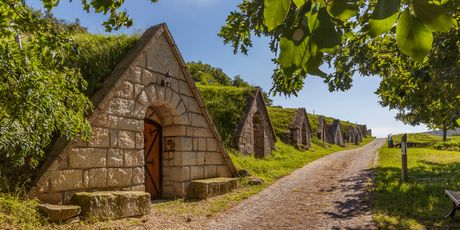 Sárospatak -  vinski podrumi