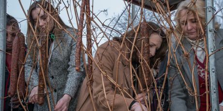 Miroslav Škoro blagoslovio vinograd - 9