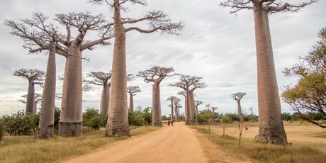 Madagaskar - 5