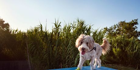 Monty\'s Dog Beach & Bar - 3