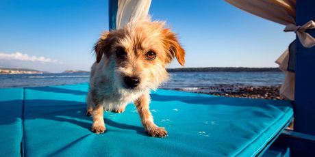 Monty\'s Dog Beach & Bar - 5