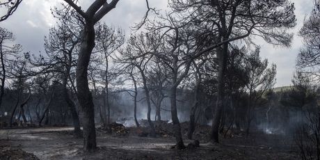 Posljedice katastrofalnog požara u Grčkoj (Foto: AFP) - 8
