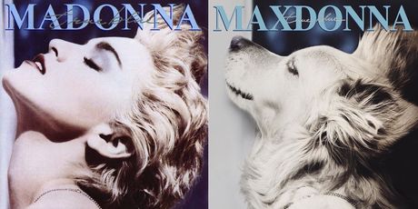 Pseća Madonna (Foto: Instagram/max_et_vincent) - 8
