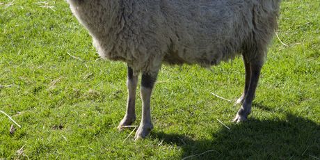 Ronaldsay - 1