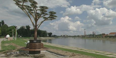 Pametno stablo na plaži u Osijeku (Foto: Dnevnik.hr) - 3